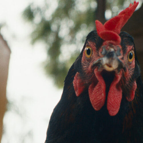 hen-film-still-by-DOP-Giorgos-Karvelas-1