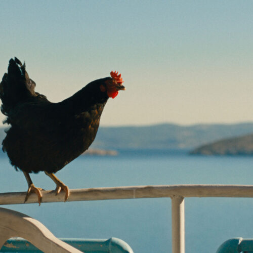 hen-film-still-by-DOP-Giorgos-Karvelas-2