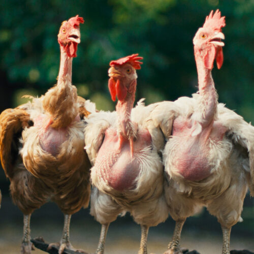 hen-film-still-by-DOP-Giorgos-Karvelas-4
